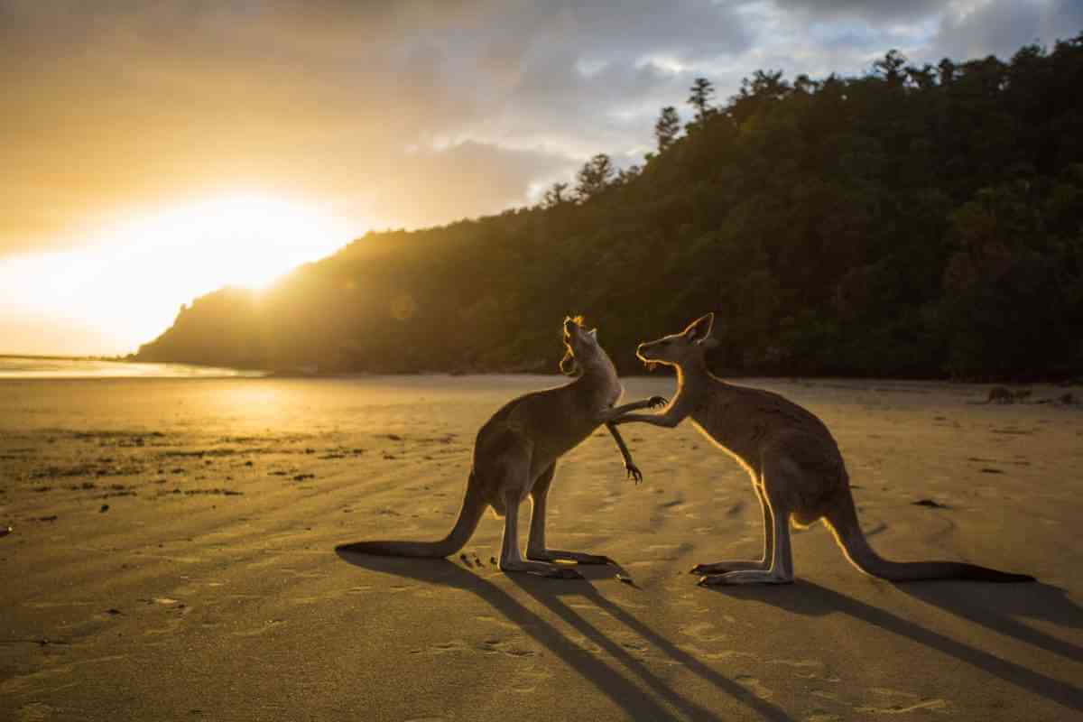 Watch two Kangaroos fight it all out in the Australia Outback