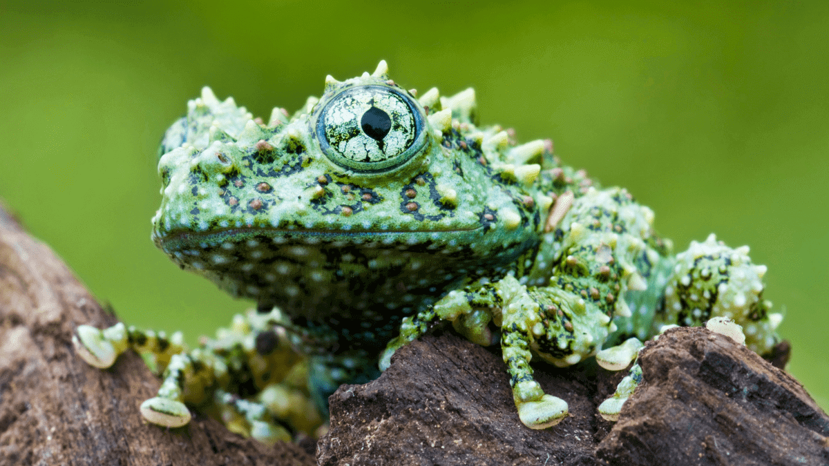 Meet the inconspicuous Vietnamese Mossy Tree Frog