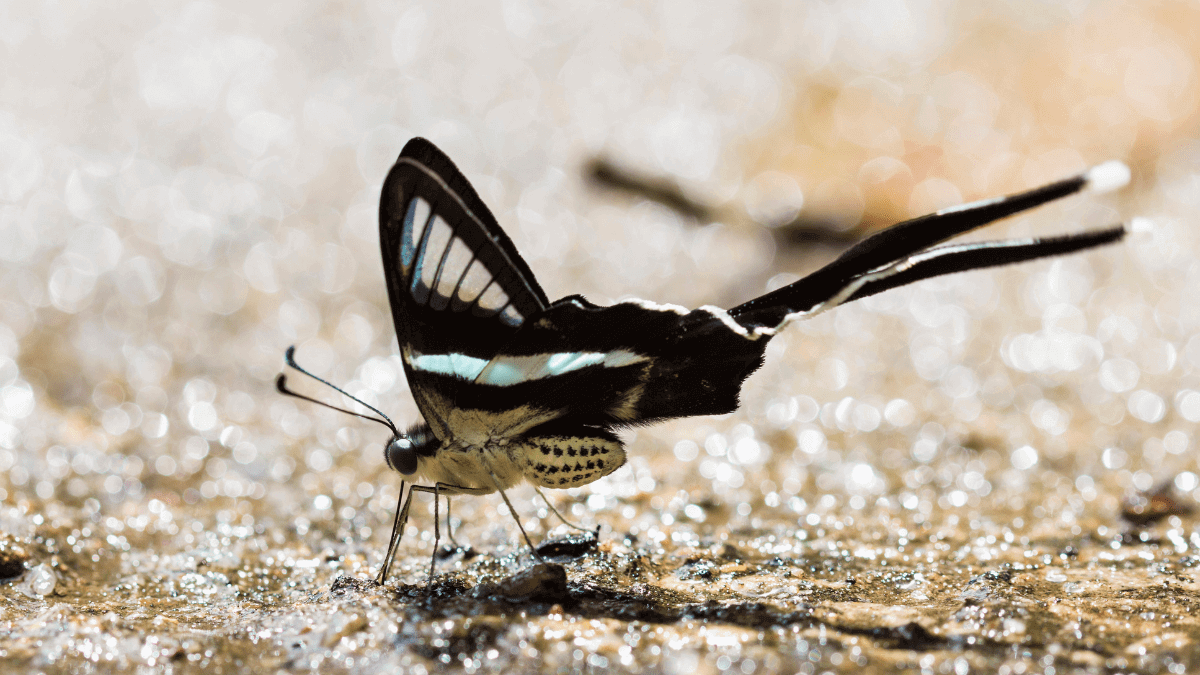Dragontail butterfly
