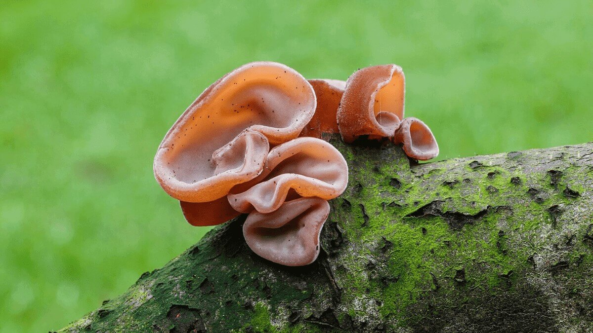 Have you heard about the edible jelly ear fungus?