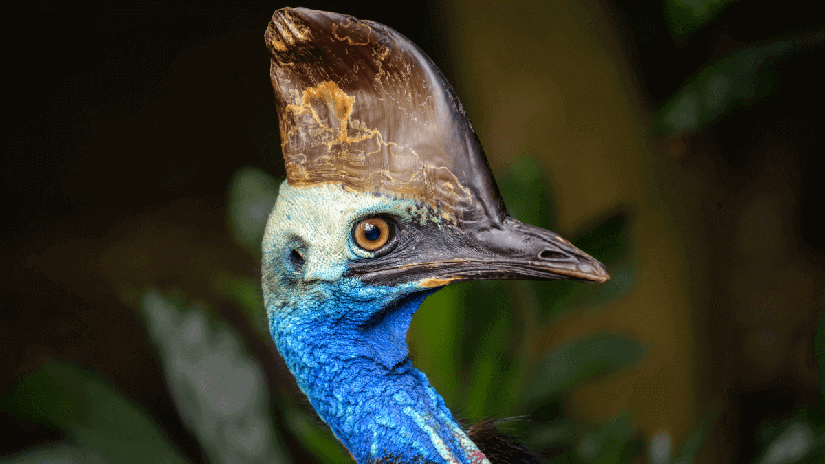 the cassowary is living proof that birds are living dinosaurs