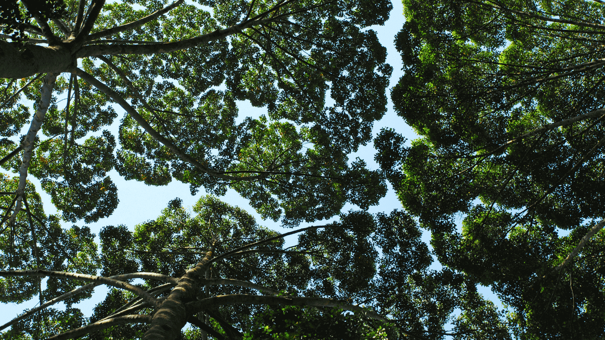 Crown shyness: Nature’s way of social distancing