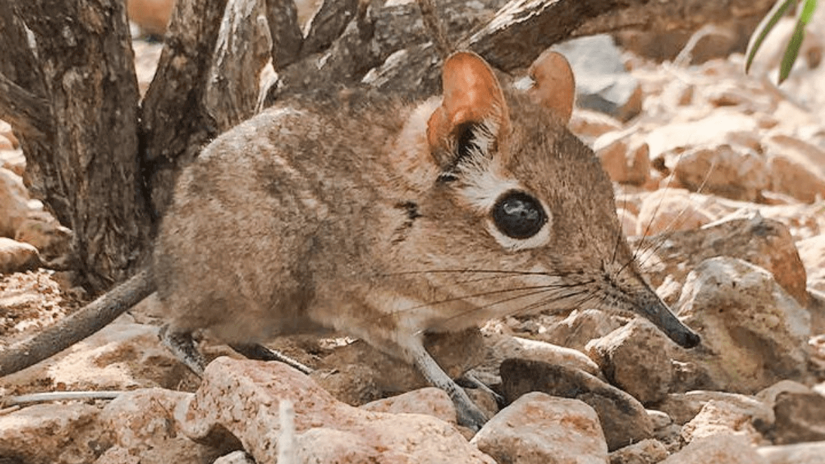 Lost and Found: The Somali Elephant Shrew is back!