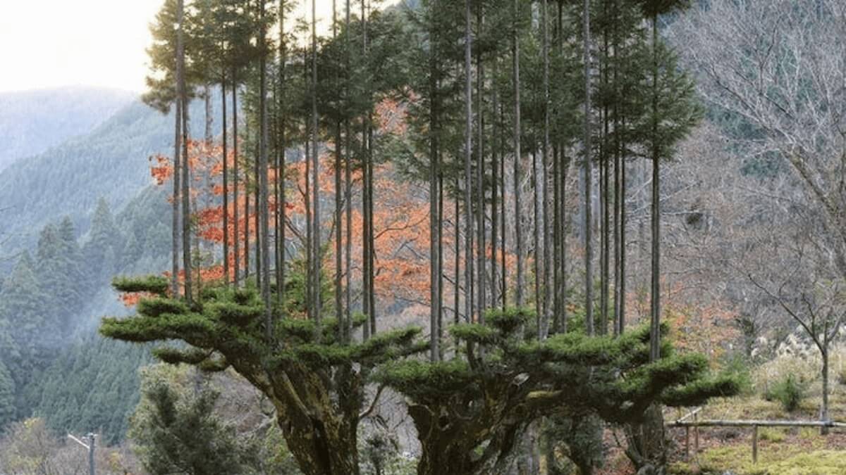 Is Daisugi Real? The Ancient Japanese Tree-Growing Technique