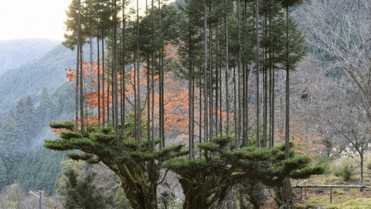 Daisugi:  Ancient Japanese technique for growing trees out of trees