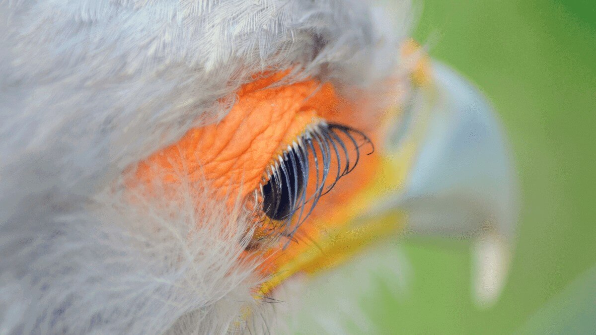 gorgeous eyelashes of the secretary bird