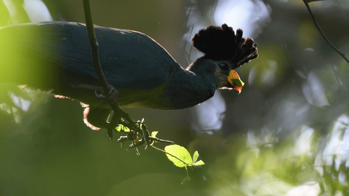 The Great Blue Turaco