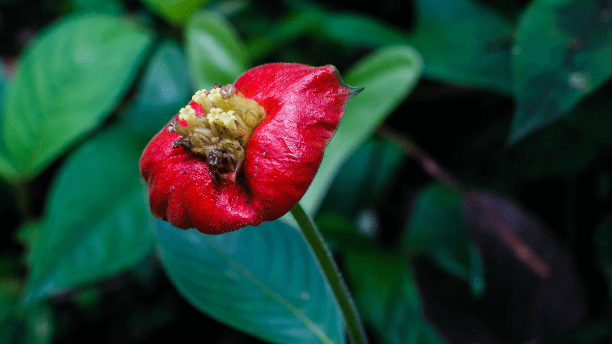 Hooker's Lips plant