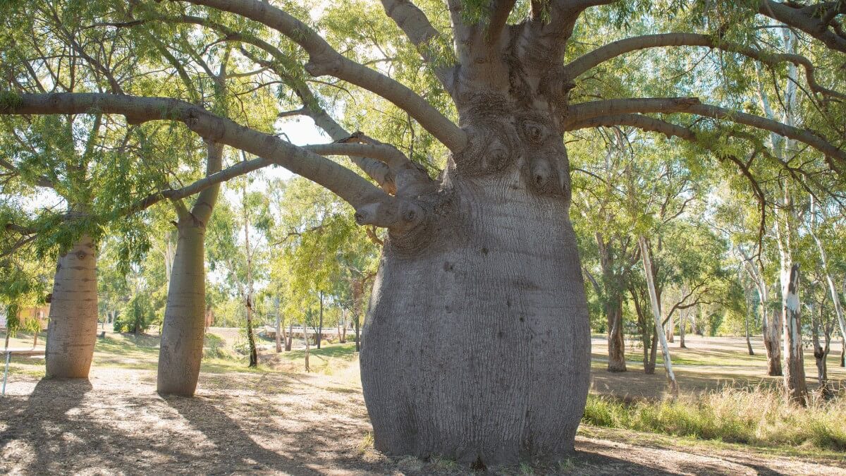 The unique Queensland Bottle Tree