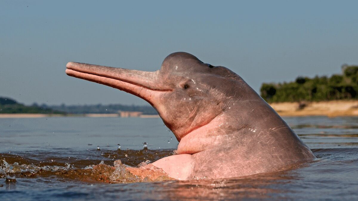 The Pink Amazon River Dolphin