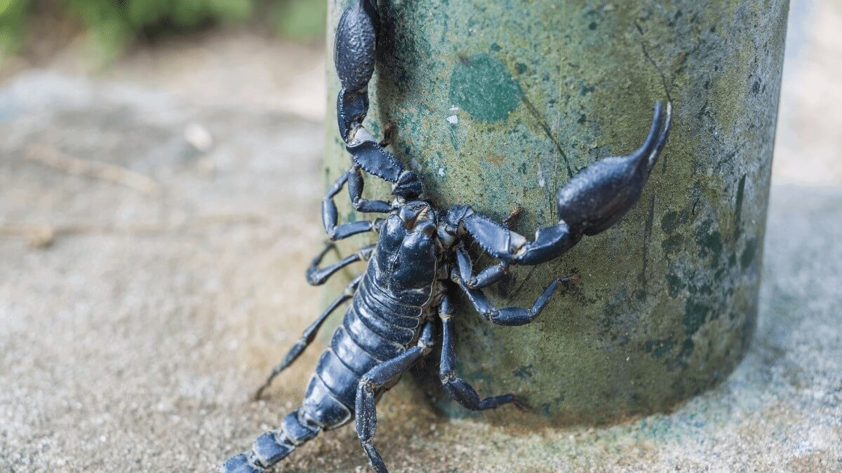 Deadly scorpions invade southern Egypt after freak thunderstorm