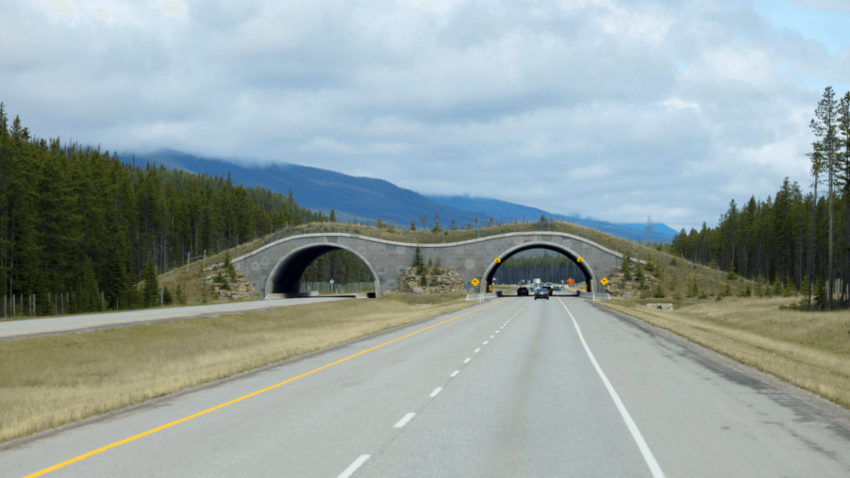 The life-saving wildlife crossings at Canada’s Banff National Park