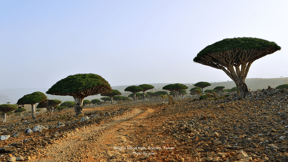 Enigmatic Flora: The Remarkable Dragon Blood Trees of Socotra