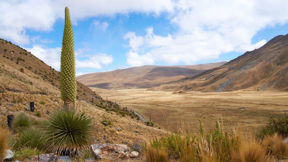 Puya Raimondii, the flower spike that’s “Queen of the Andes”