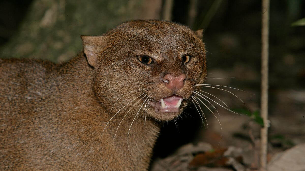Get up close with a jaguarundi, the otter cat
