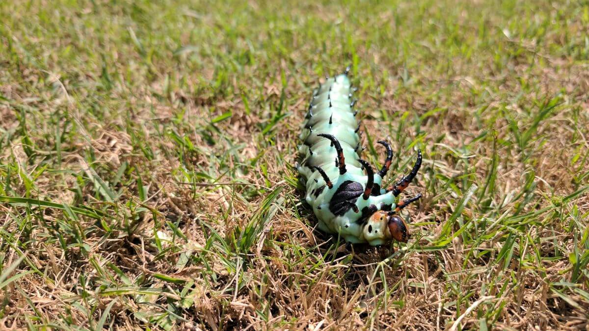 The Hickory Horned Devil: A lush tale of transformation