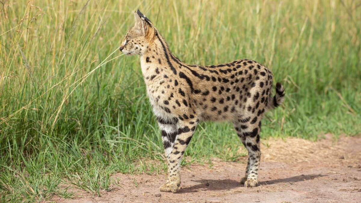 Why Serval Cats have the longest legs among felines