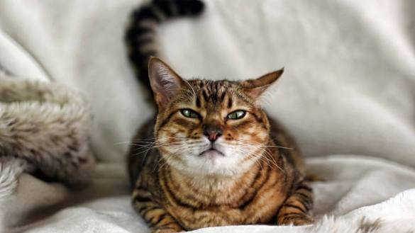 The five most expensive cat breeds in the world