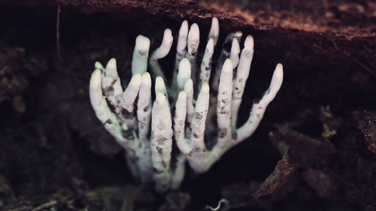 Mystery of Dead Man’s Fingers: Where Do They Grow?