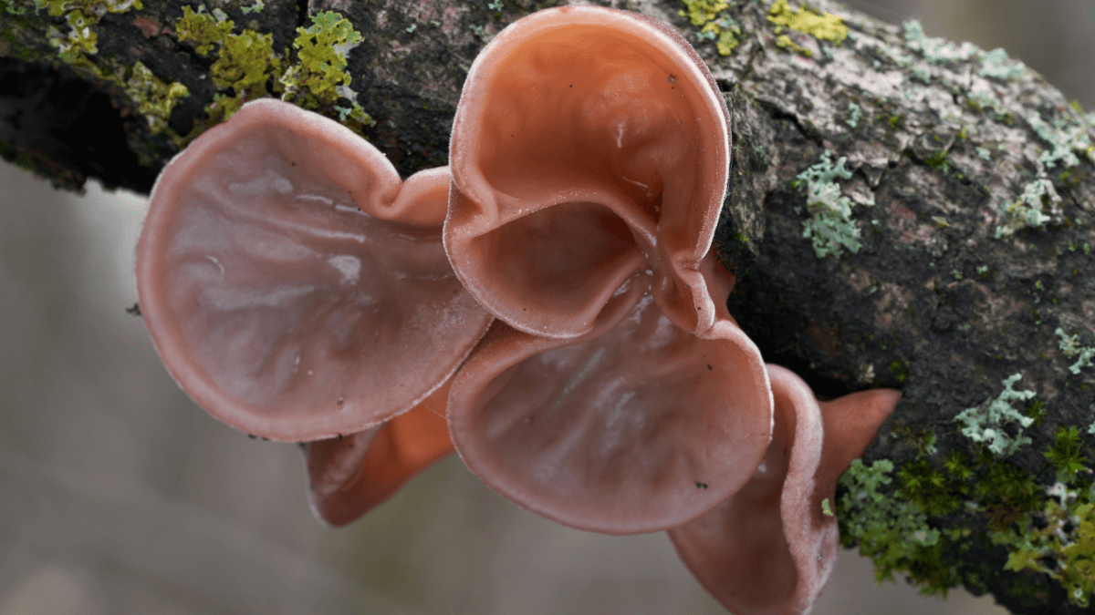 Have you heard about the edible jelly ear fungus?