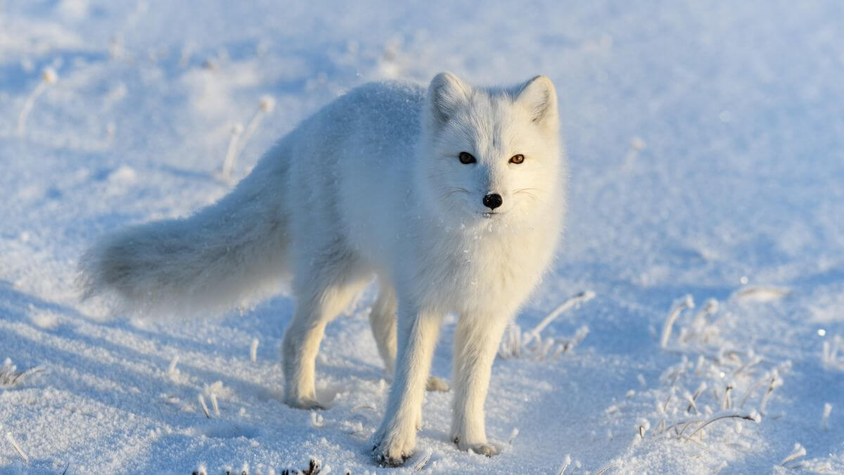 Adaptation at its best: Arctic Foxes’ remarkable winter coat transformation
