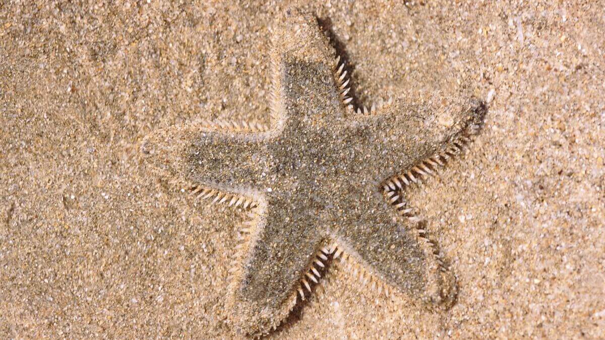 How do Starfish use their tube feet to walk?