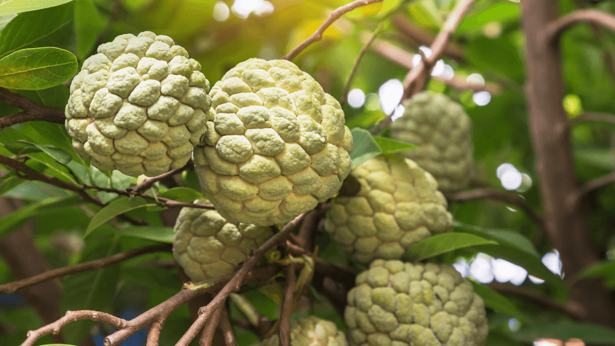 Where is Custard Apple Found?