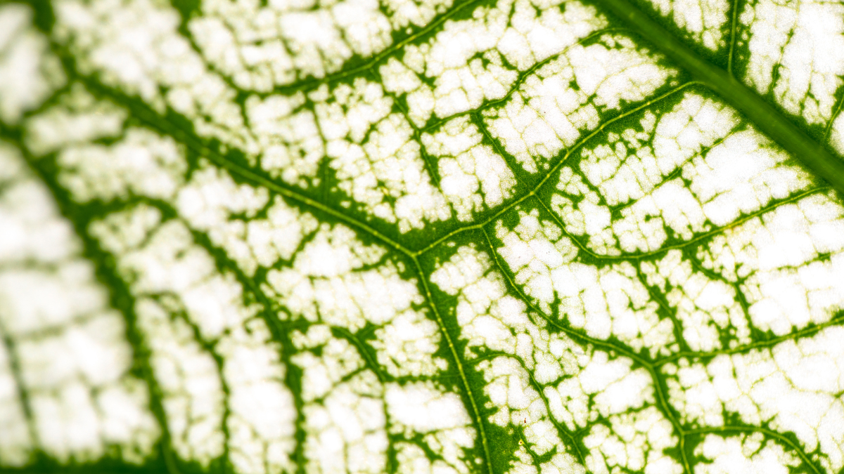 Unlocking the Secrets of Plant Respiration: How Do Plants Breathe?