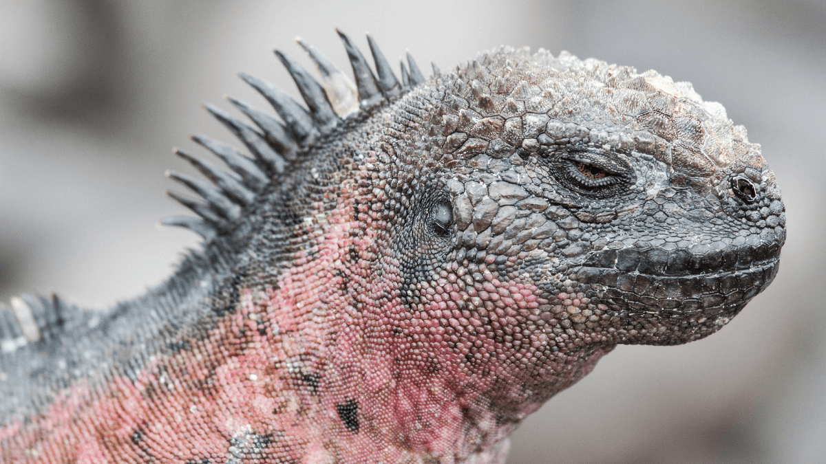 10 Must-See Unique Animals In The Galapagos Islands