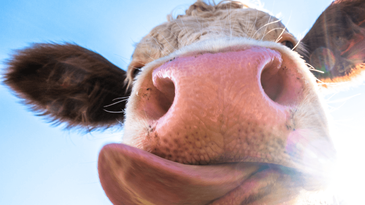 Meet Viatina-19 FIV Mara Movéis: The $4 Million Queen of the Cattle World