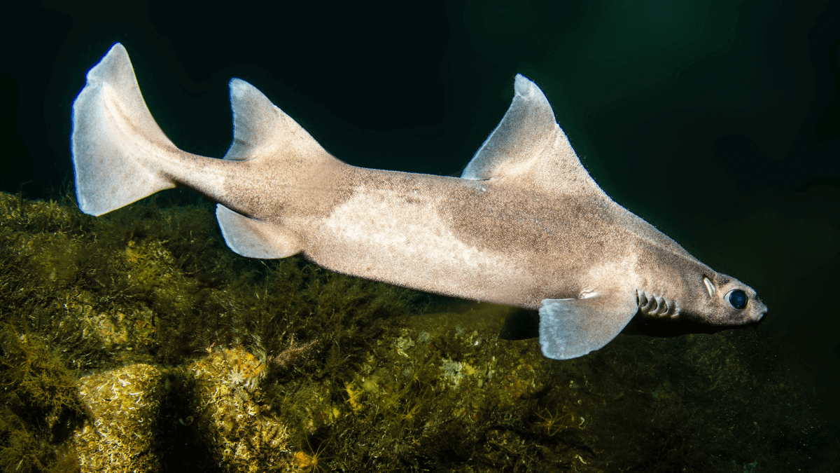 Reliving the rare encounter of the enigmatic Angular Roughshark of Italy’s Island of Elba