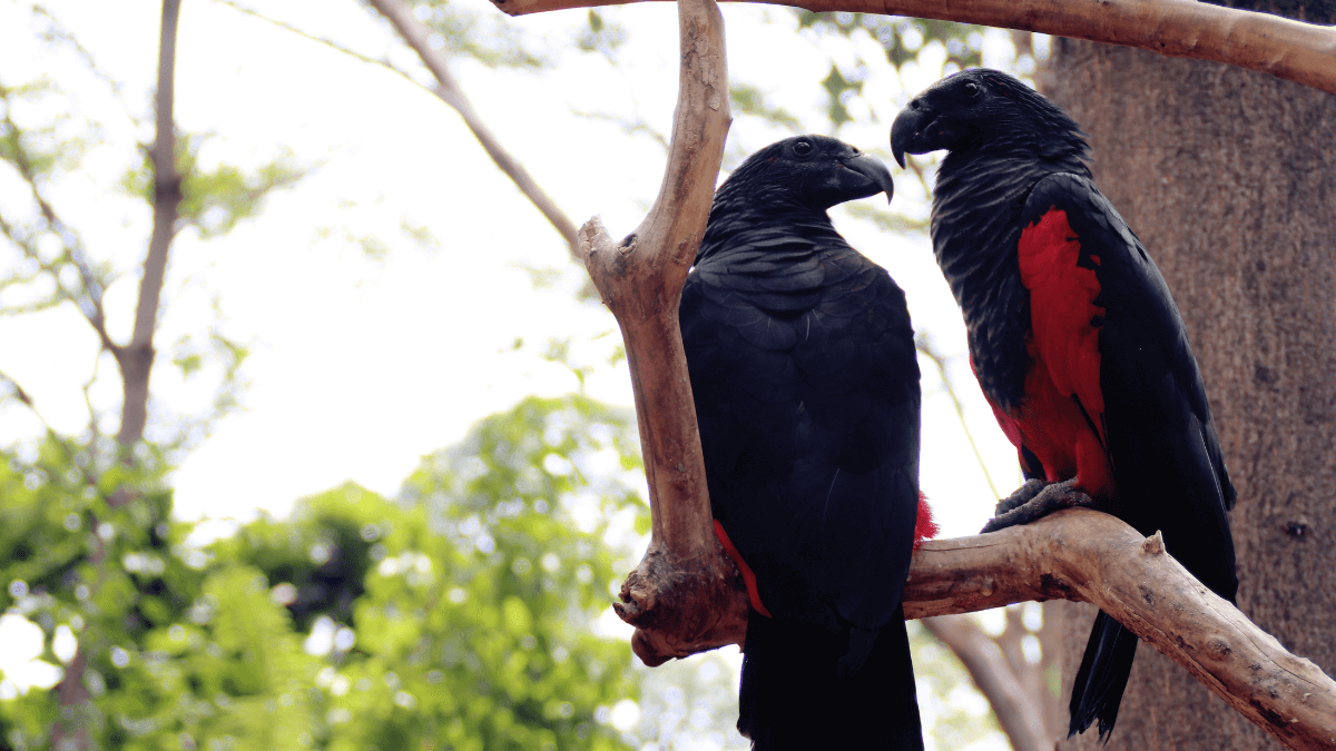 Meet the Dracula Parrot, the most metal bird on the planet
