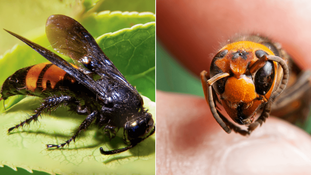 Japanese Giant Hornet: The world’s most lethal sting