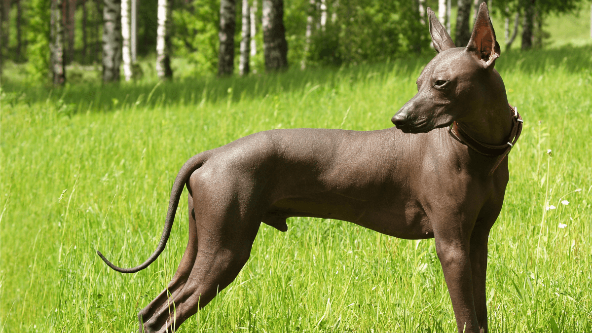 What is a Xoloitzcuintli? Exploring Mexico’s ancient dog breed