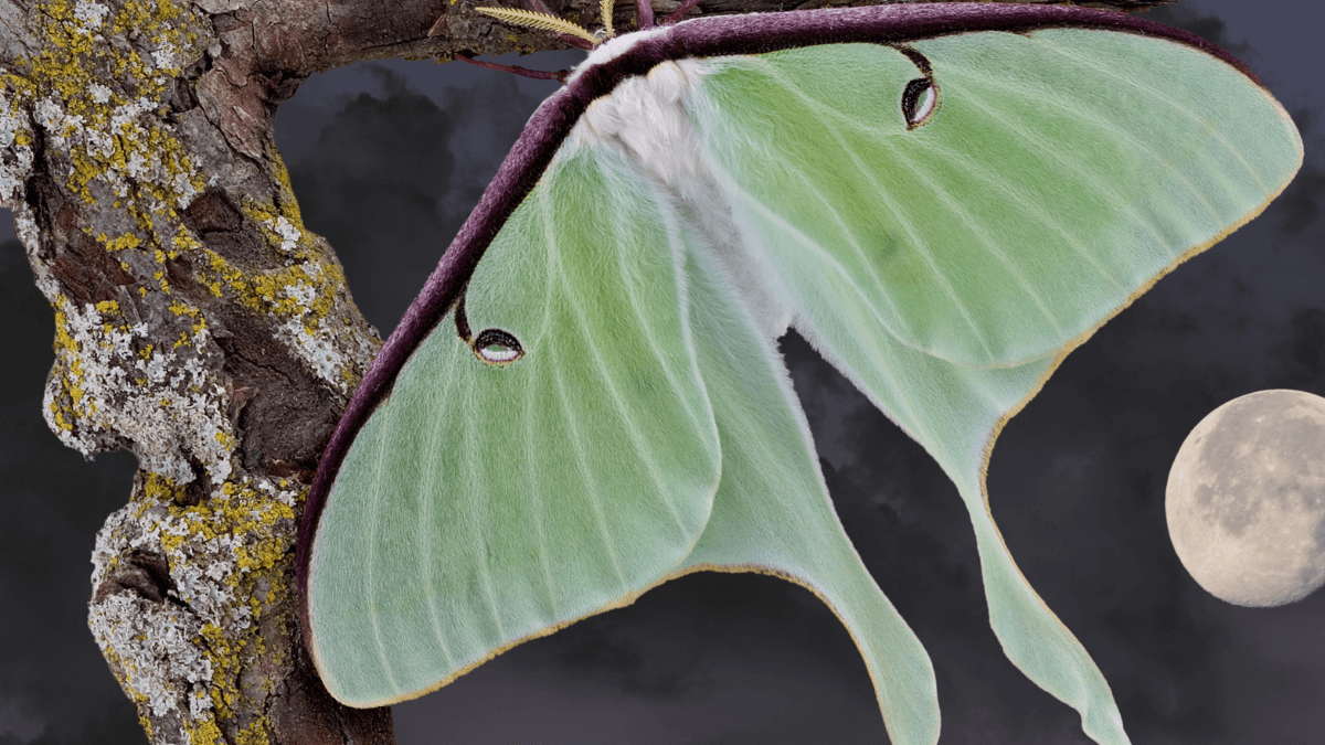 Meet the Chinese Moon Moths: Guardians of the night