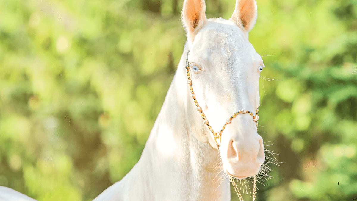 Sheen of Akhal-Teke Horses: Unraveling their unique metallic glow