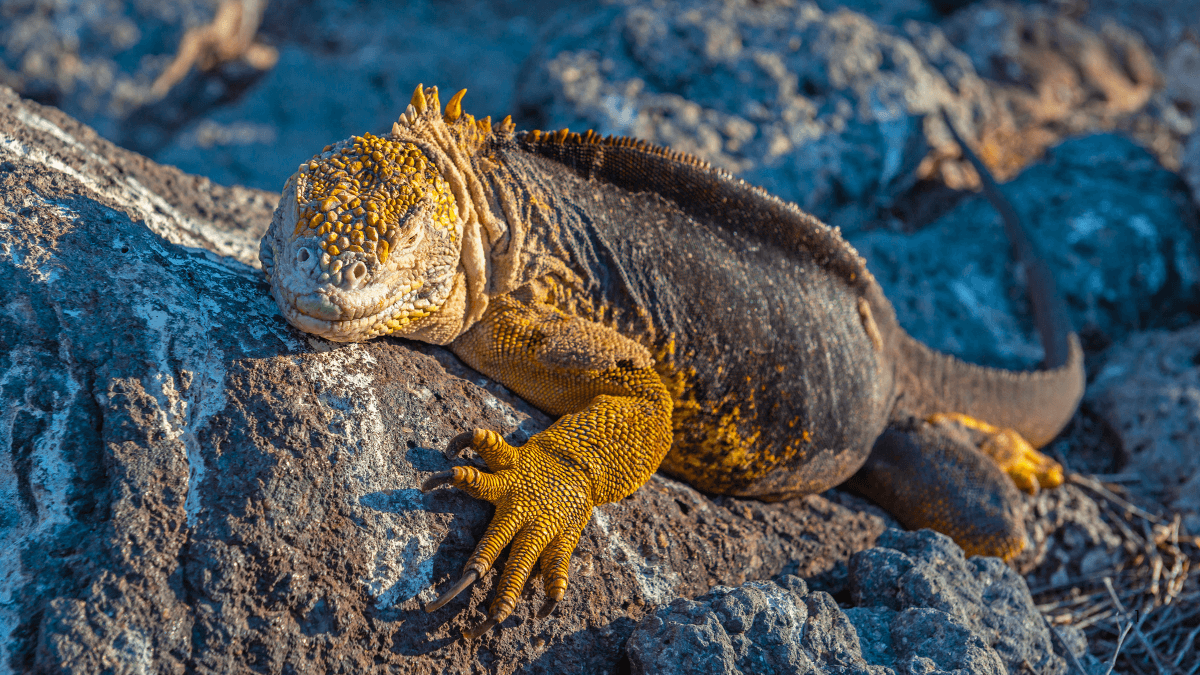 7 Fascinating Facts About Galapagos Islands Animals You Need to Know