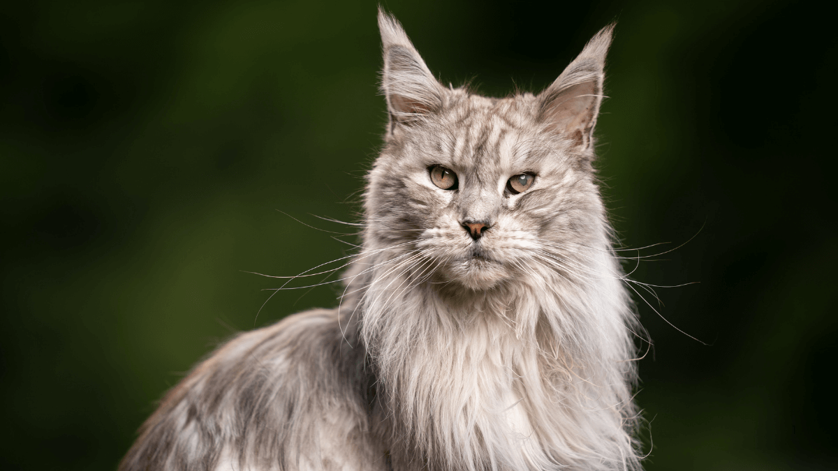 10 Reasons Why Maine Coons Make the Perfect Family Pet