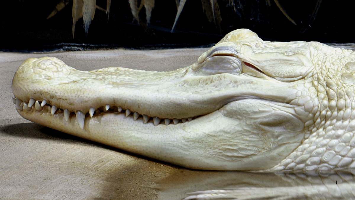 Ghosts of the Swamp: The Haunting Story of Albino Alligators