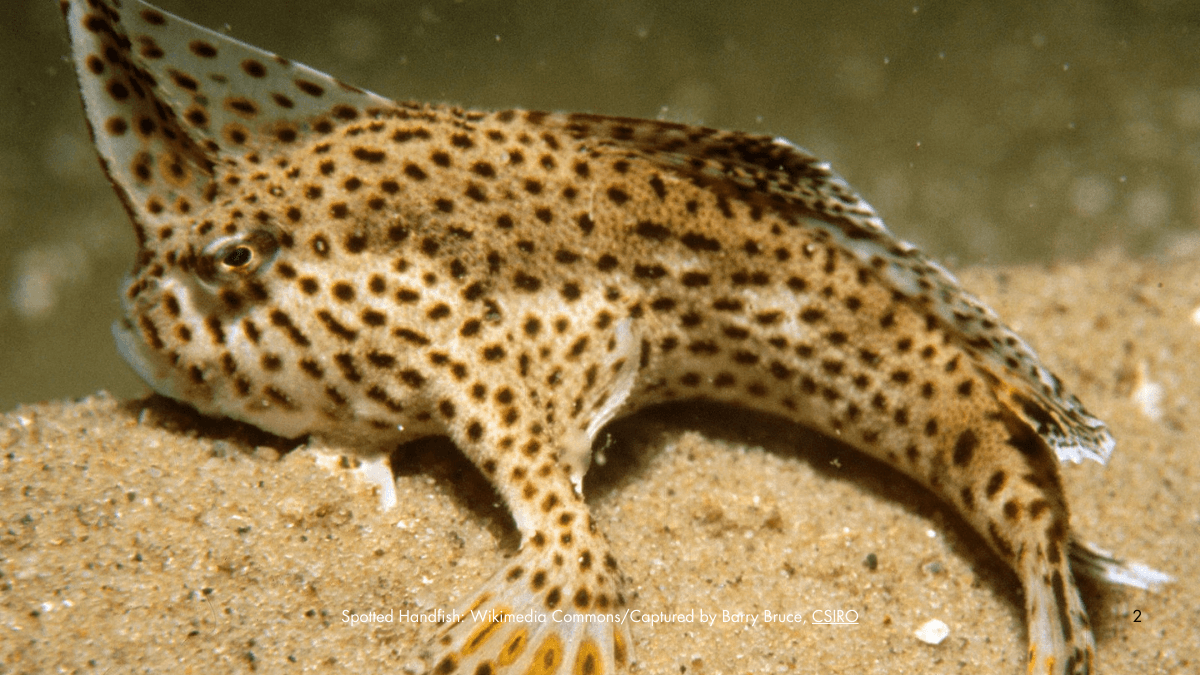 10 Fascinating Facts About the Spotted Handfish