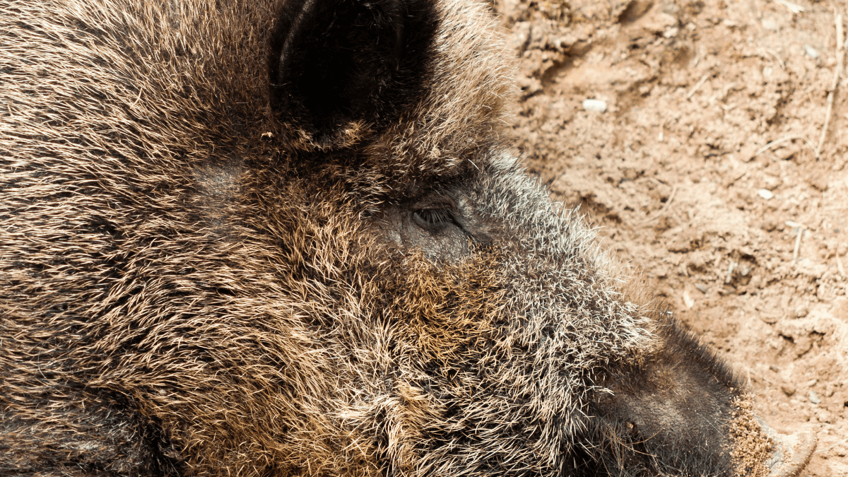 Feral Super Pigs Threaten America’s Wilderness: A Cross-Border Invasion