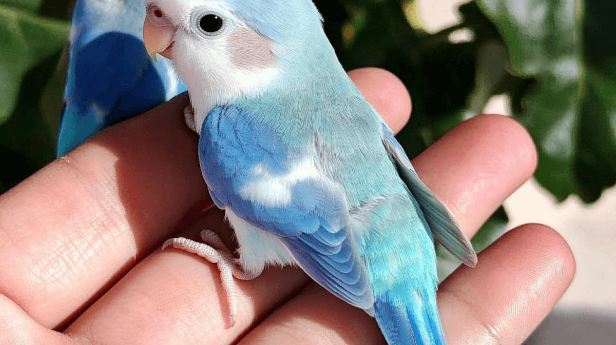 Cobalt Whispers: The Hidden Sky Blues of the Pacific Parrotlet