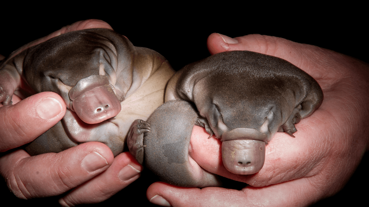 Meet the Puggle: Nature’s Most Adorable Baby Platypus