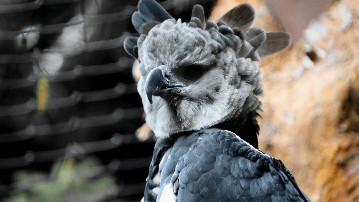 Silent Ruler of the Rainforest: 10 Surprising Truths About the Harpy Eagle