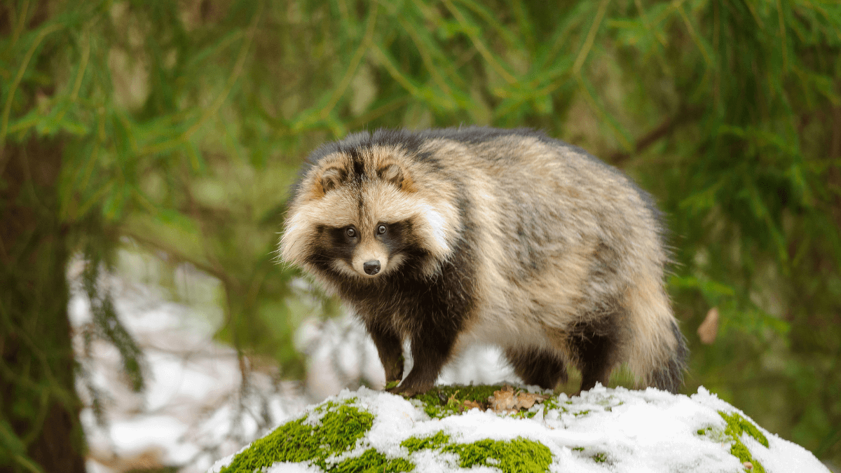 Masked Mysteries: The Surprising Truth About Raccoon Dogs vs. Raccoons
