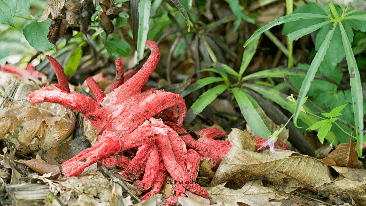 Devil’s Fingers unfurled: The strange odyssey of Clathrus archeri