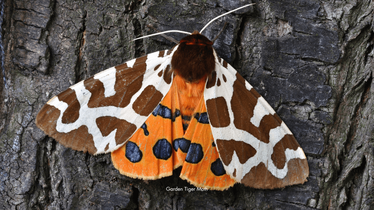 20 of the Most Beautiful Moth Species