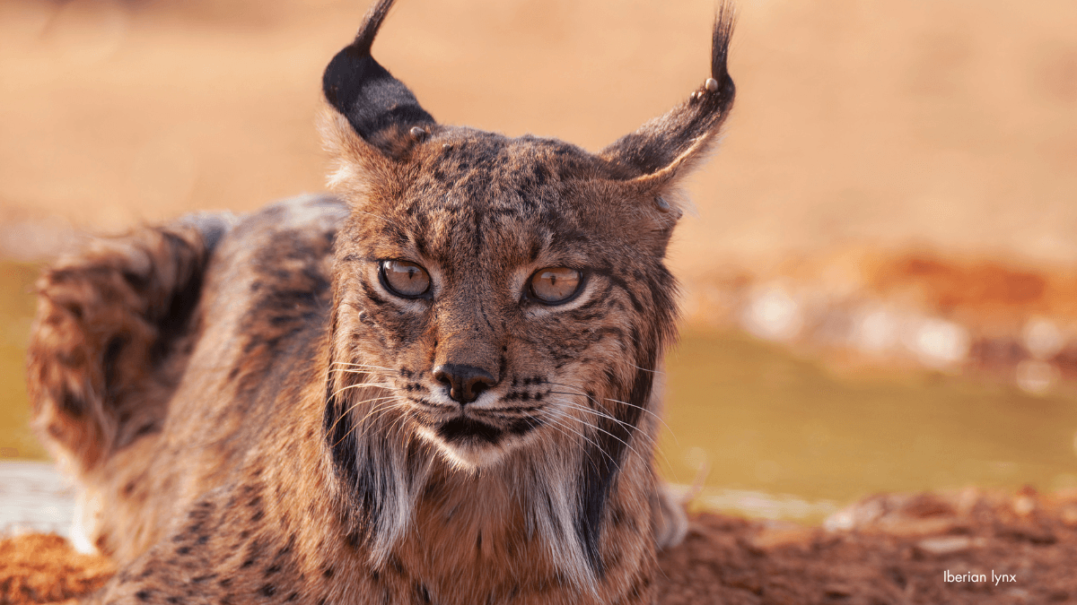 From Brink to Revival: The Iberian Lynx’s Remarkable Comeback