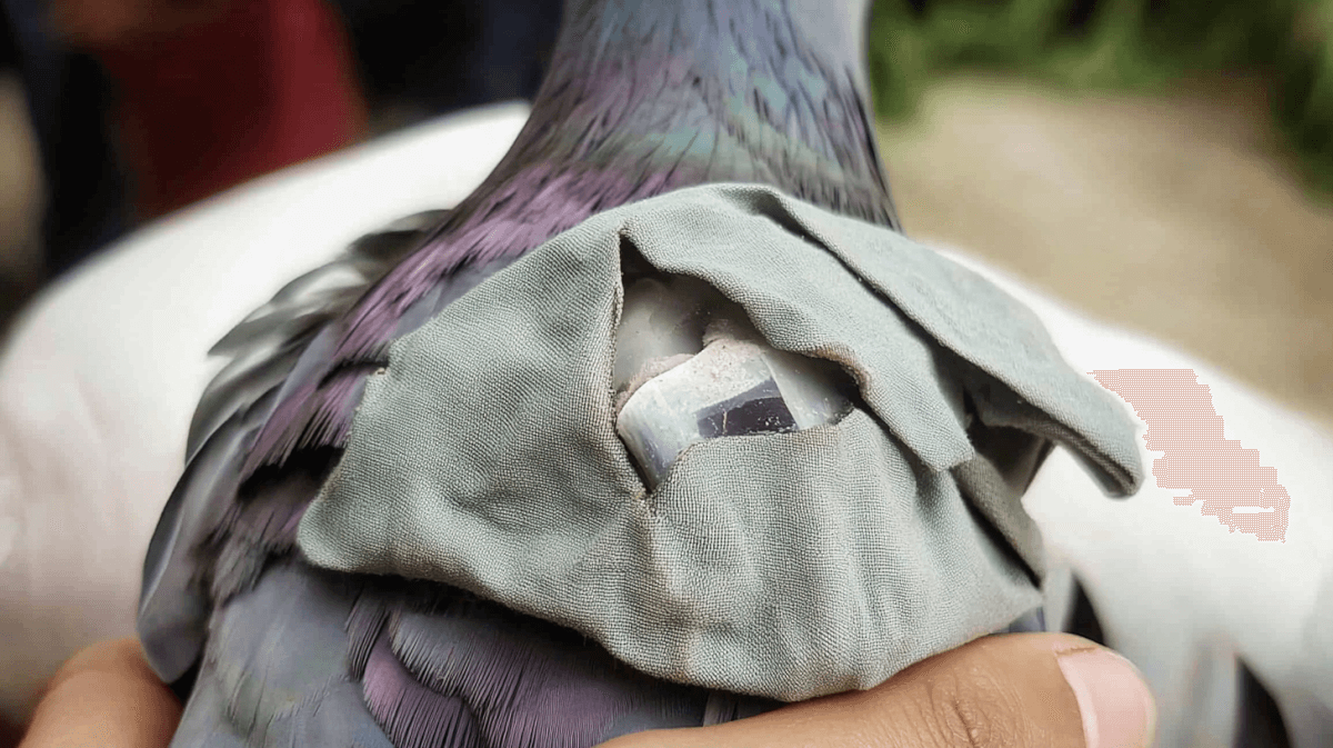 Tiny Backpack, Big Trouble: How A Pigeon Ended Up Smuggling Ecstasy