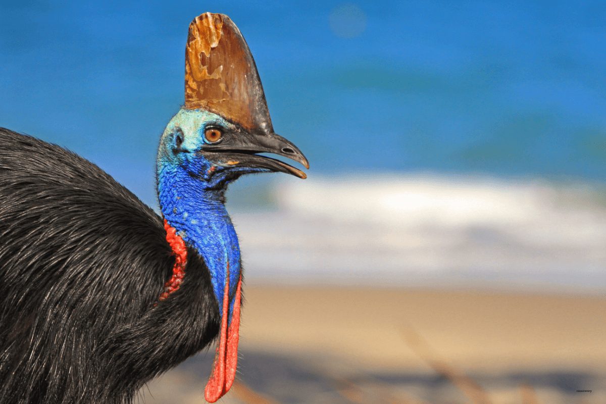 Seeds In The Shadows: The Urgency Of Cassowary Habitat Preservation